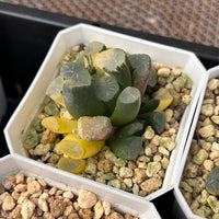 2'' Haworthia Maughanii Window Variegated, Rare Live Succulent Plants