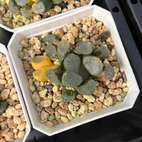2'' Haworthia Maughanii Window Variegated, Rare Live Succulent Plants