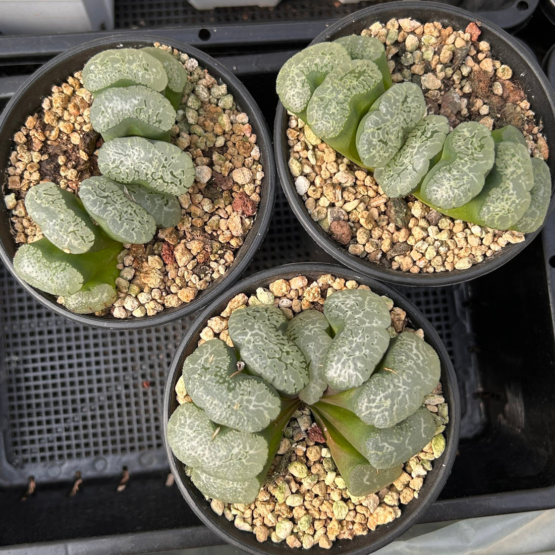 3.5'' Haworthia Truncata Major, Rare Live Succulent Plants