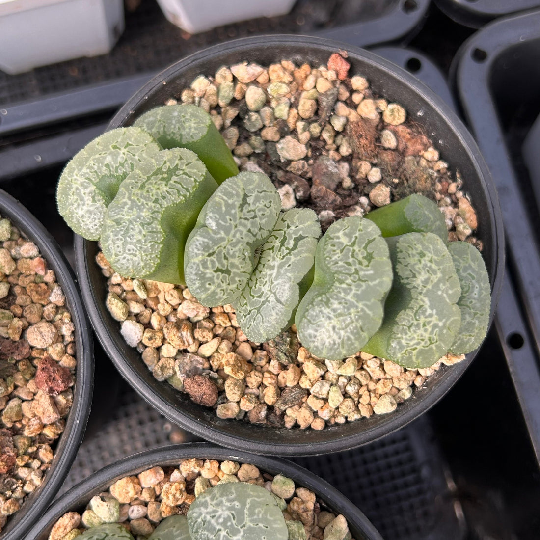 3.5'' Haworthia Truncata Major, Rare Live Succulent Plants