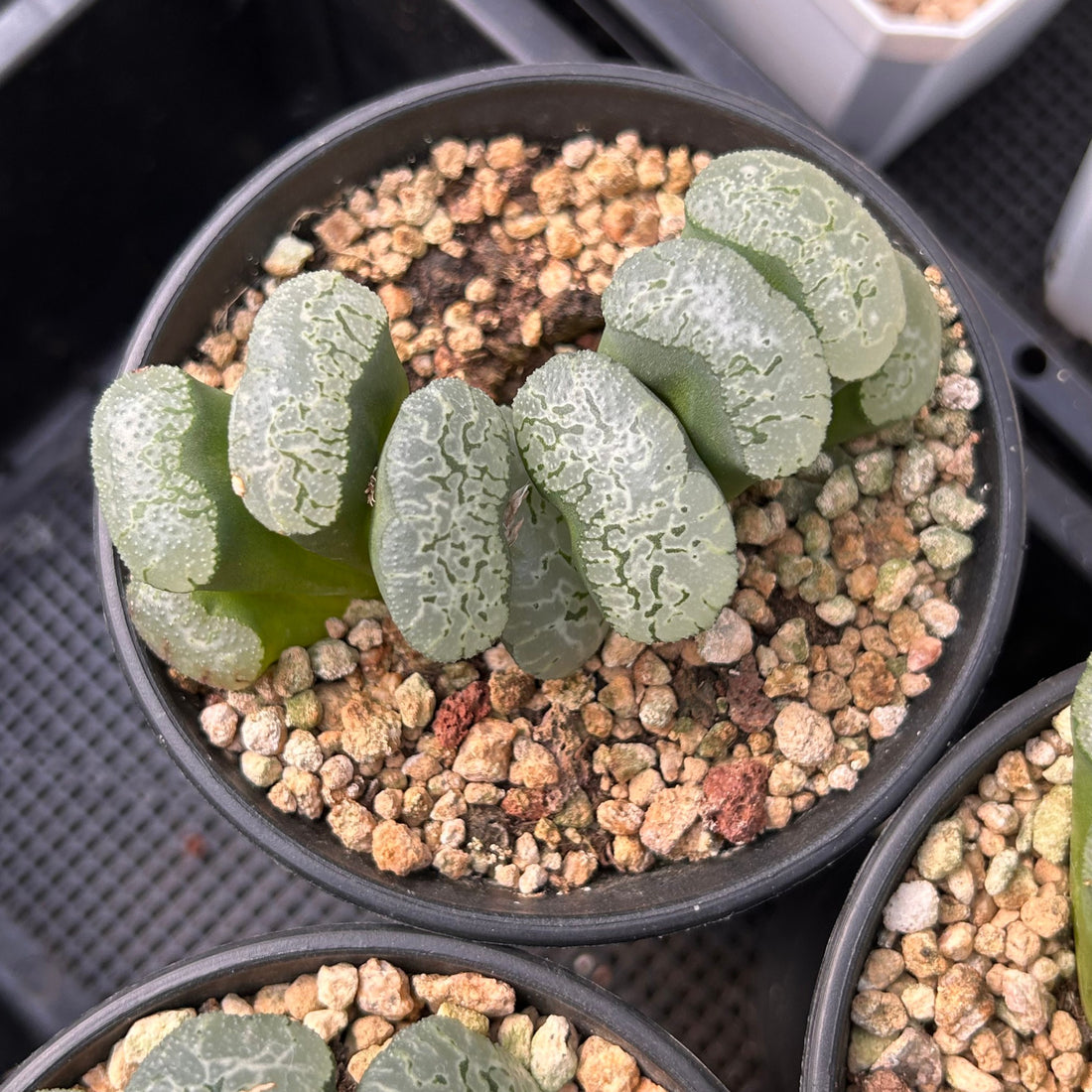 3.5'' Haworthia Truncata Major, Rare Live Succulent Plants