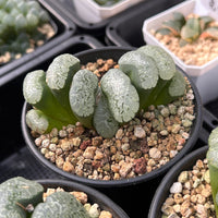 3.5'' Haworthia Truncata Major, Rare Live Succulent Plants