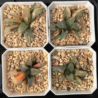 2'' Haworthia Correcta Jupiter Variegated, Rare Live Succulent Plants