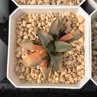 2'' Haworthia Correcta Jupiter Variegated, Rare Live Succulent Plants