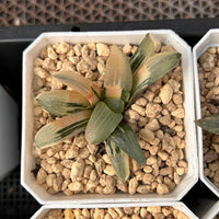 2'' Haworthia Correcta Jupiter Variegated, Rare Live Succulent Plants