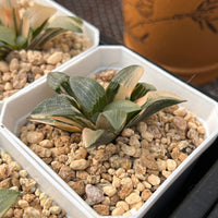 2'' Haworthia Correcta Jupiter Variegated, Rare Live Succulent Plants