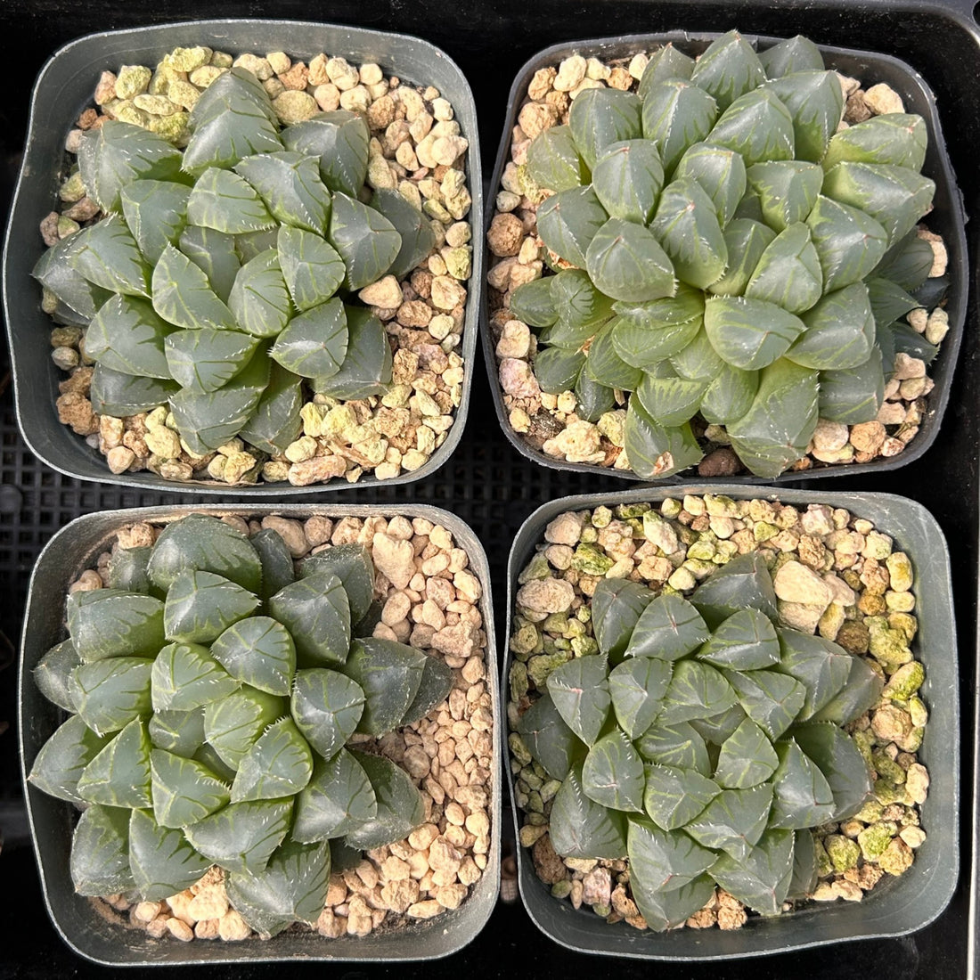 2'' Haworthia Cooperi OH, Rare Live Succulent Plants