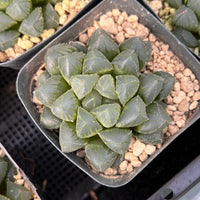 2'' Haworthia Cooperi OH, Rare Live Succulent Plants