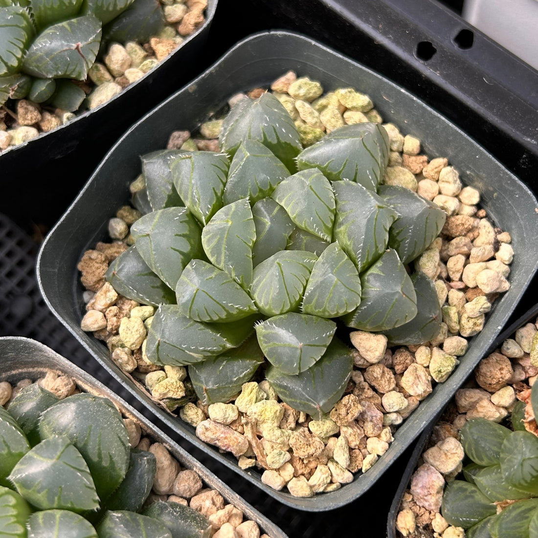 2'' Haworthia Cooperi OH, Rare Live Succulent Plants