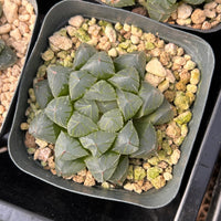 2'' Haworthia Cooperi OH, Rare Live Succulent Plants