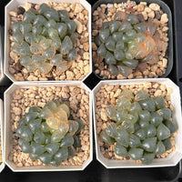 2'' Haworthia Cooperi Ice Lantern Less Variegated, Rare Live Succulent Plants