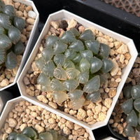 2'' Haworthia Cooperi Ice Lantern Less Variegated, Rare Live Succulent Plants