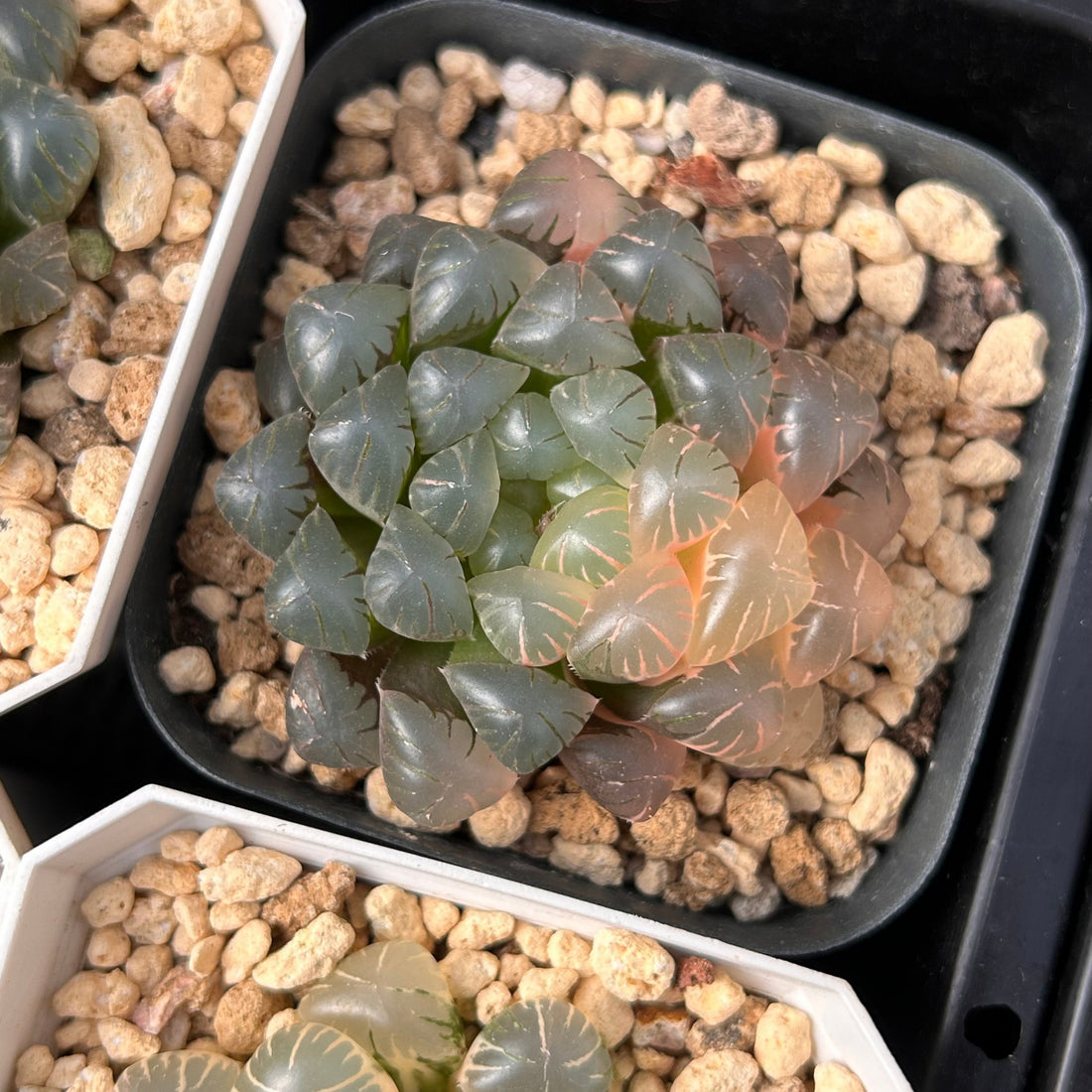 2'' Haworthia Cooperi Ice Lantern Less Variegated, Rare Live Succulent Plants