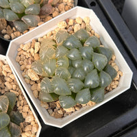 2'' Haworthia Cooperi Ice Lantern Less Variegated, Rare Live Succulent Plants
