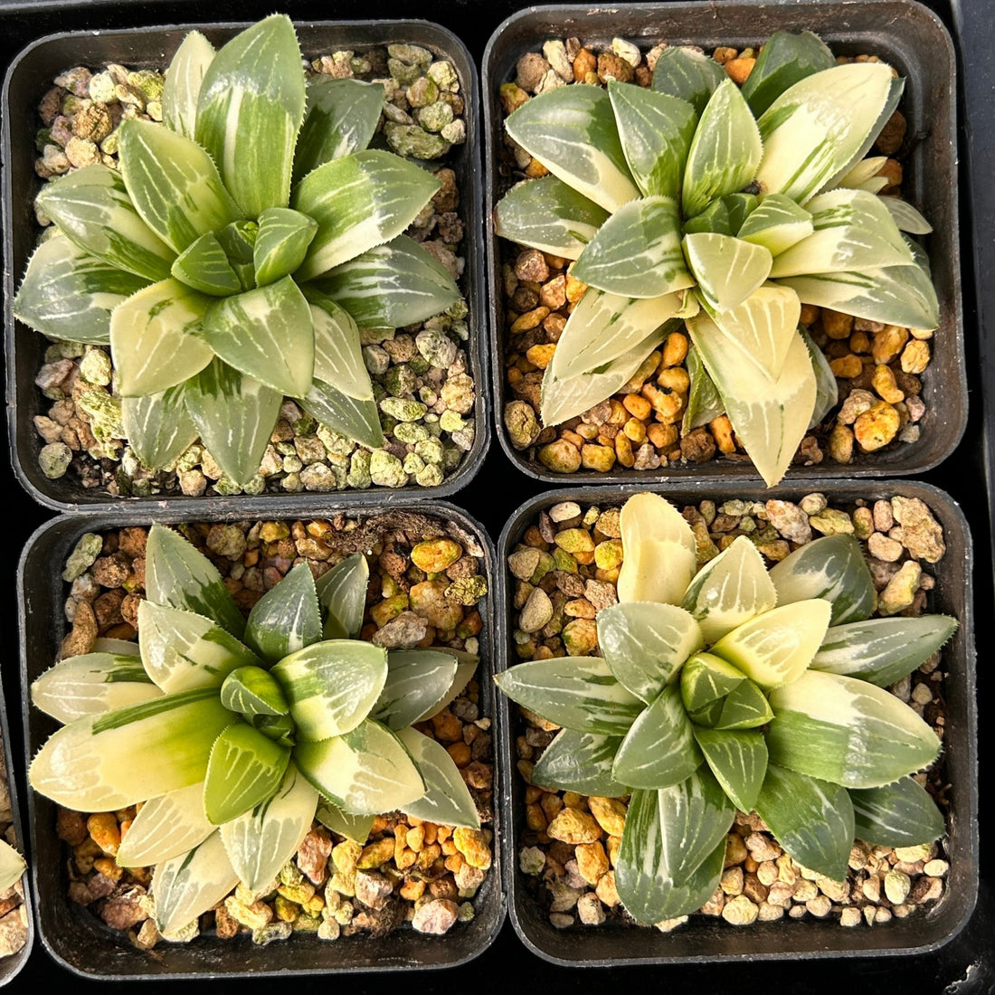3'' Haworthia Heidelbergensis Variegated, Rare Live Succulent Plants