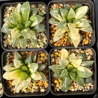 3'' Haworthia Heidelbergensis Variegated, Rare Live Succulent Plants