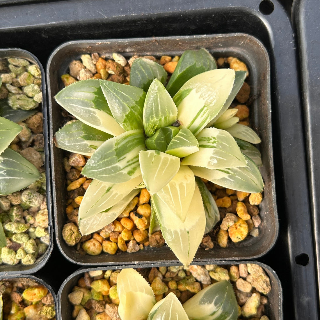 3'' Haworthia Heidelbergensis Variegated, Rare Live Succulent Plants