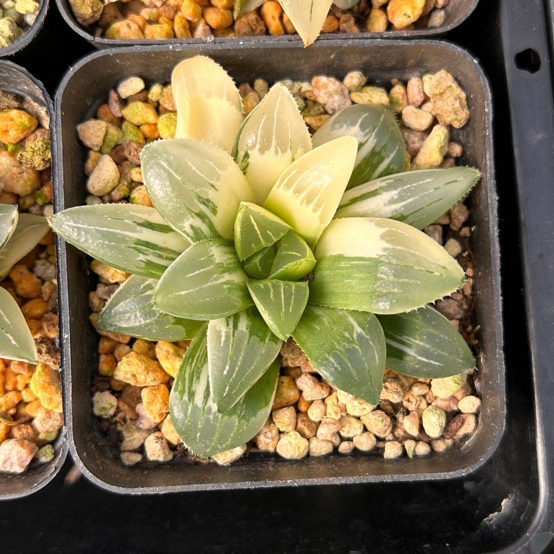 3'' Haworthia Heidelbergensis Variegated, Rare Live Succulent Plants