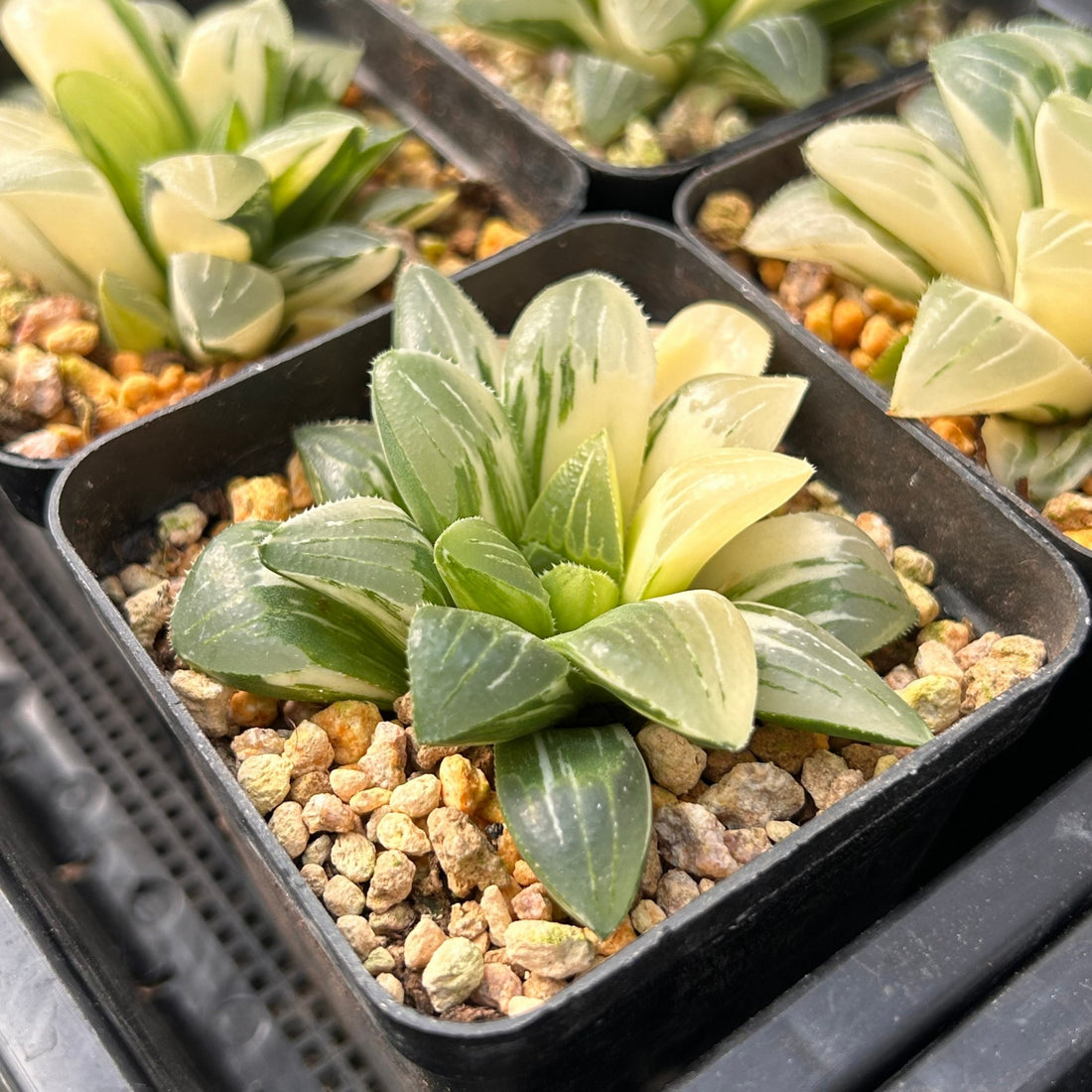3'' Haworthia Heidelbergensis Variegated, Rare Live Succulent Plants