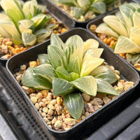 3'' Haworthia Heidelbergensis Variegated, Rare Live Succulent Plants