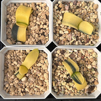 2'' Haworthia Cow Big Variegated, Rare Live Succulent Plants