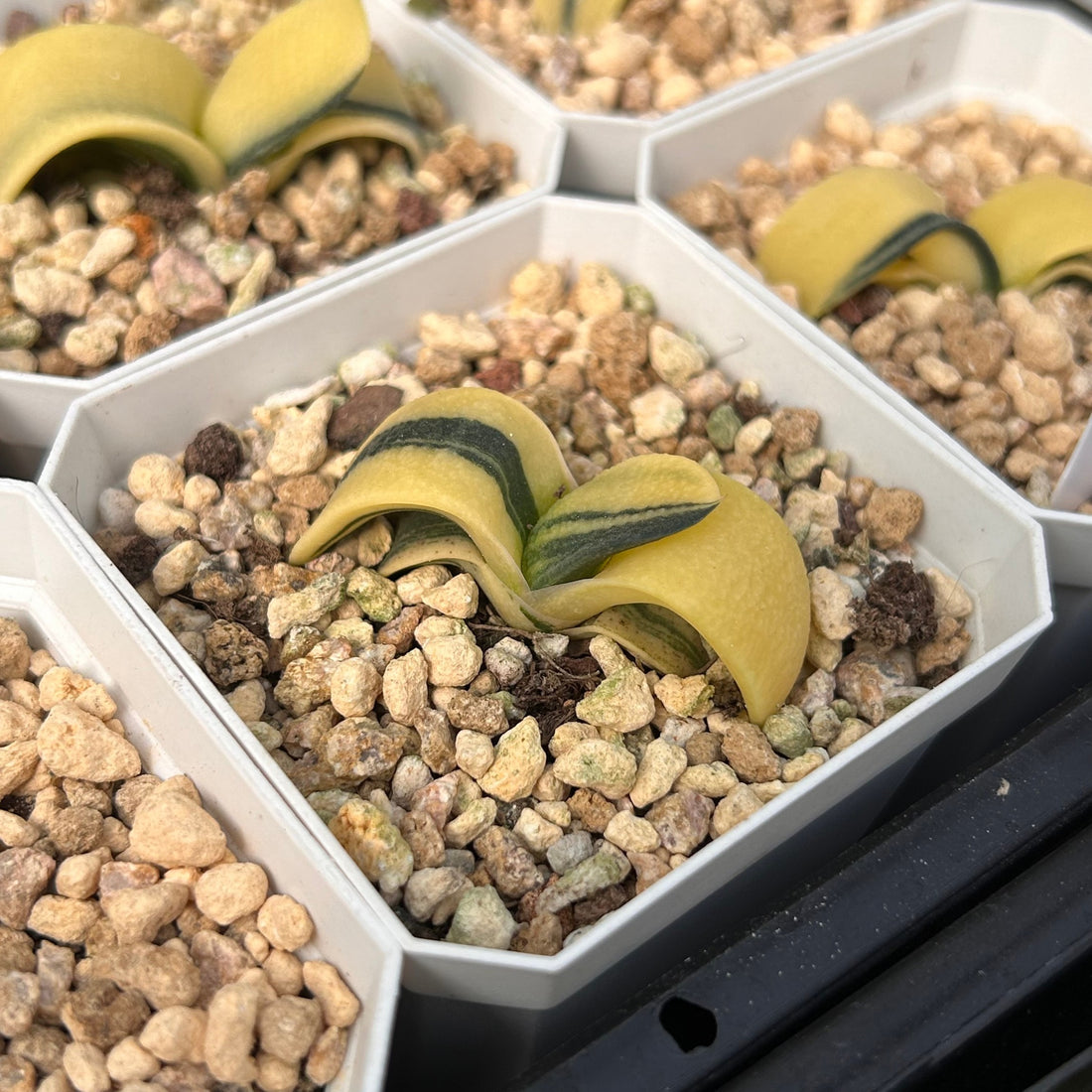 2'' Haworthia Cow Big Variegated, Rare Live Succulent Plants