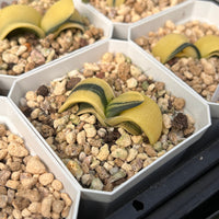 2'' Haworthia Cow Big Variegated, Rare Live Succulent Plants