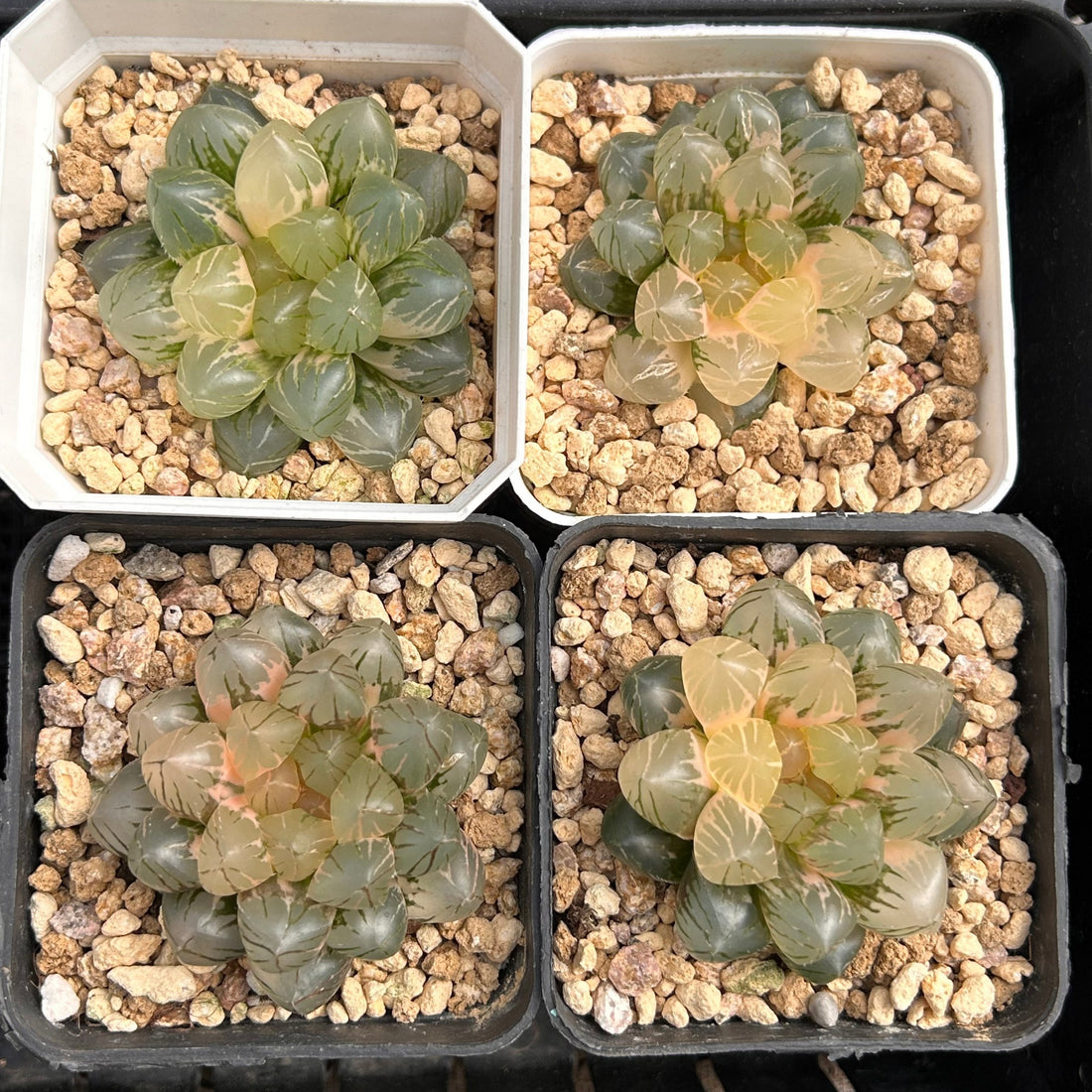 2'' Haworthia Cooperi OM Variegated, Rare Live Succulent Plants