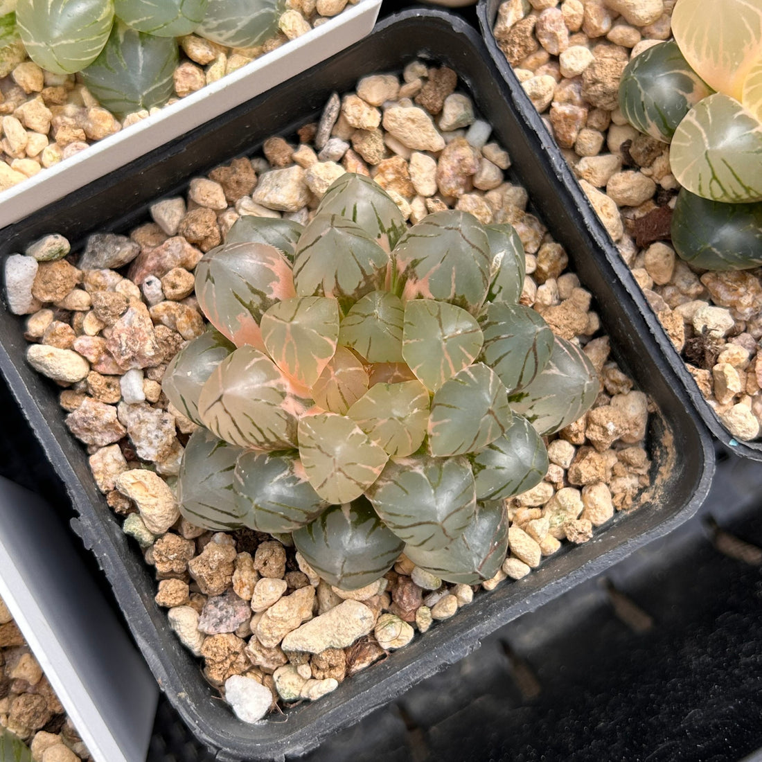 2'' Haworthia Cooperi OM Variegated, Rare Live Succulent Plants