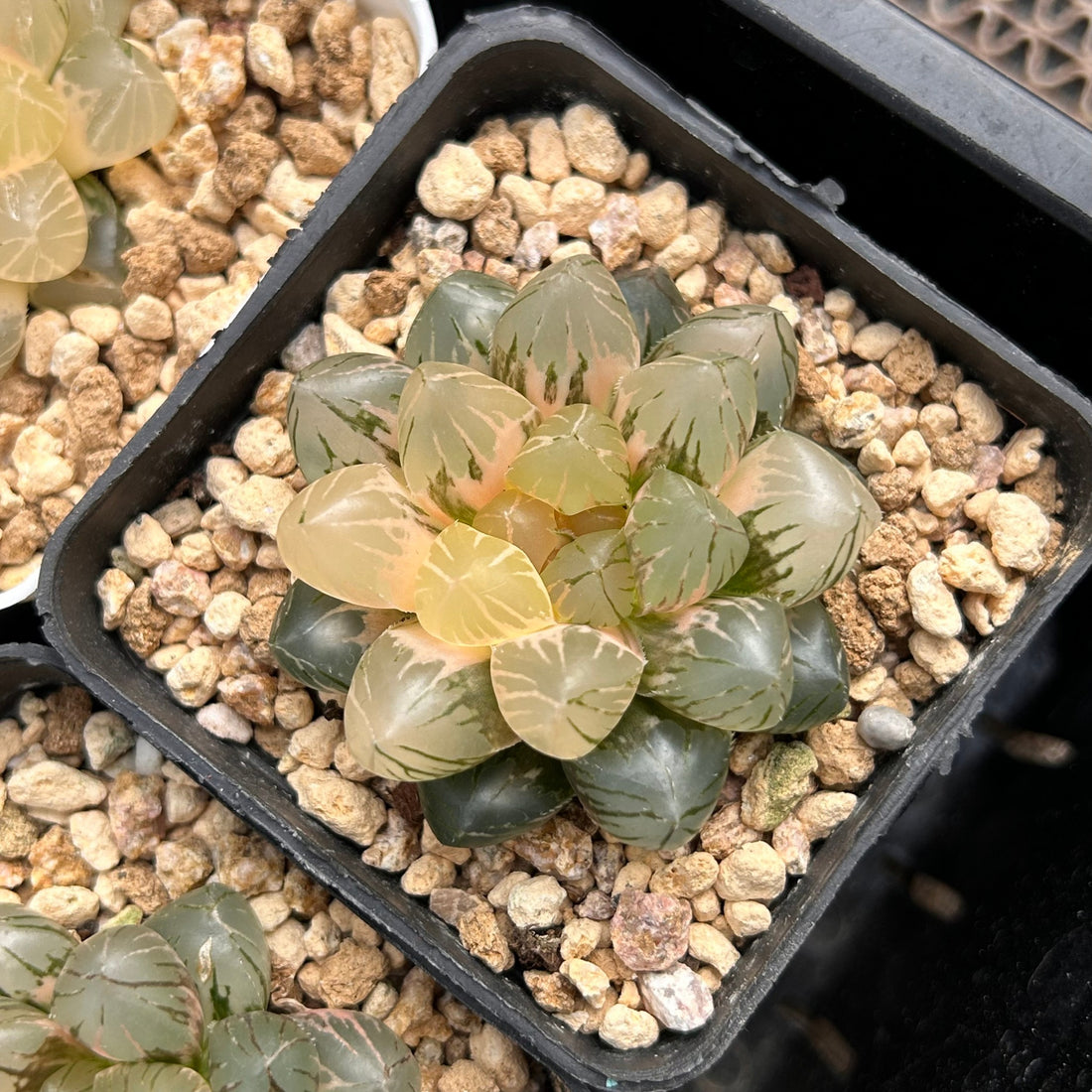 2'' Haworthia Cooperi OM Variegated, Rare Live Succulent Plants