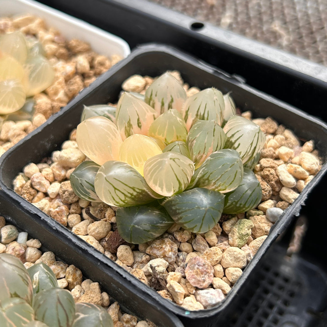 2'' Haworthia Cooperi OM Variegated, Rare Live Succulent Plants