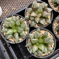 4'' Haworthia Magnifica Atrofusca, Rare Live Succulent Plants
