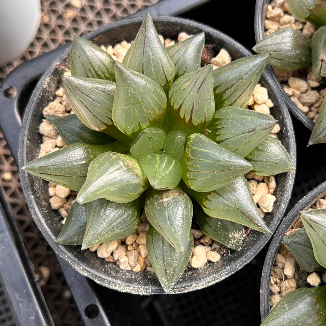 4'' Haworthia Magnifica Atrofusca, Rare Live Succulent Plants