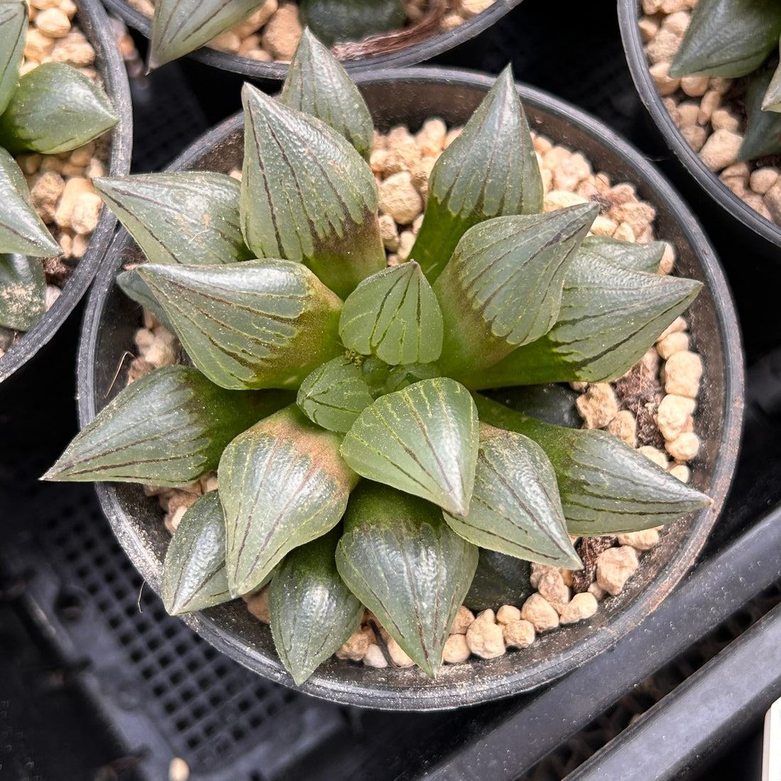 4'' Haworthia Magnifica Atrofusca, Rare Live Succulent Plants