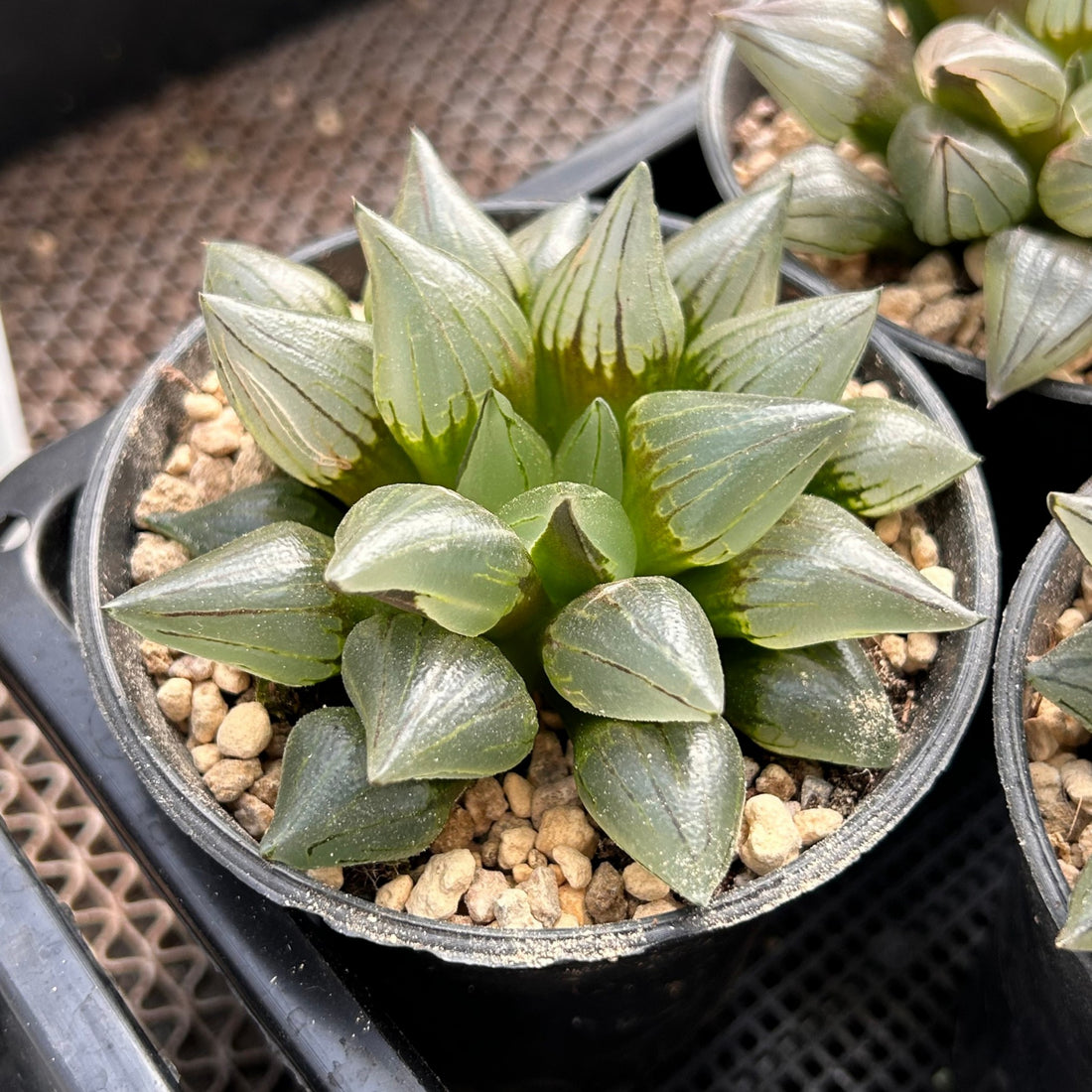 4'' Haworthia Magnifica Atrofusca, Rare Live Succulent Plants