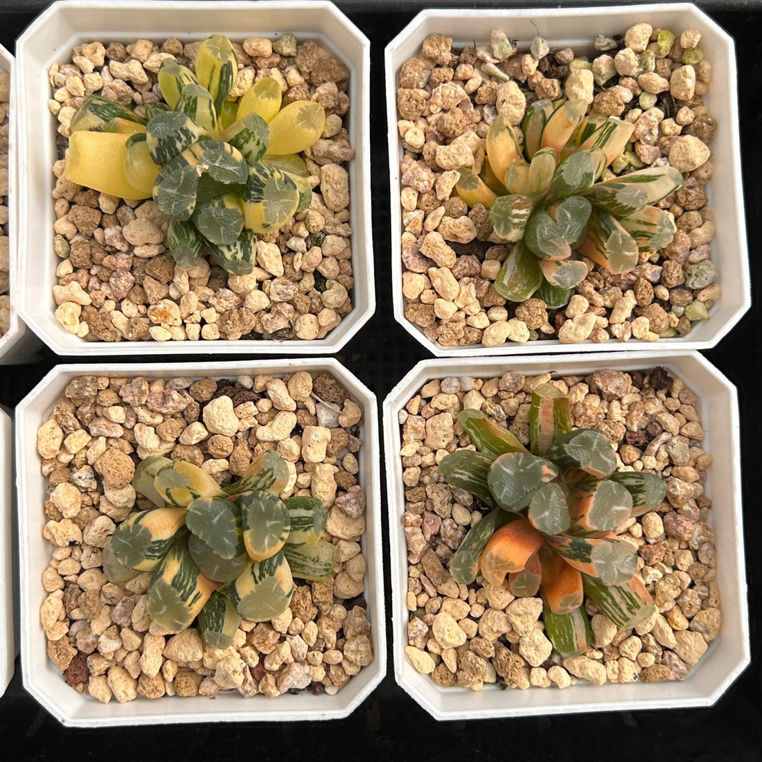 2'' Haworthia Maughanii OM Variegated, Rare Live Succulent Plants