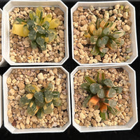 2'' Haworthia Maughanii OM Variegated, Rare Live Succulent Plants