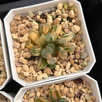 2'' Haworthia Maughanii OM Variegated, Rare Live Succulent Plants