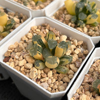 2'' Haworthia Maughanii OM Variegated, Rare Live Succulent Plants