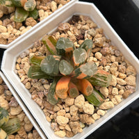 2'' Haworthia Maughanii OM Variegated, Rare Live Succulent Plants