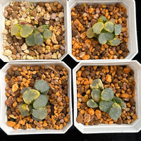 2'' Haworthia Maughanii Lens Variegated, Rare Live Succulent Plants