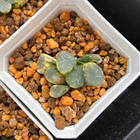 2'' Haworthia Maughanii Lens Variegated, Rare Live Succulent Plants