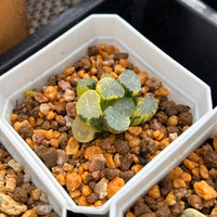 2'' Haworthia Maughanii Lens Variegated, Rare Live Succulent Plants