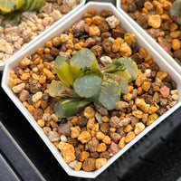 2'' Haworthia Maughanii Lens Variegated, Rare Live Succulent Plants