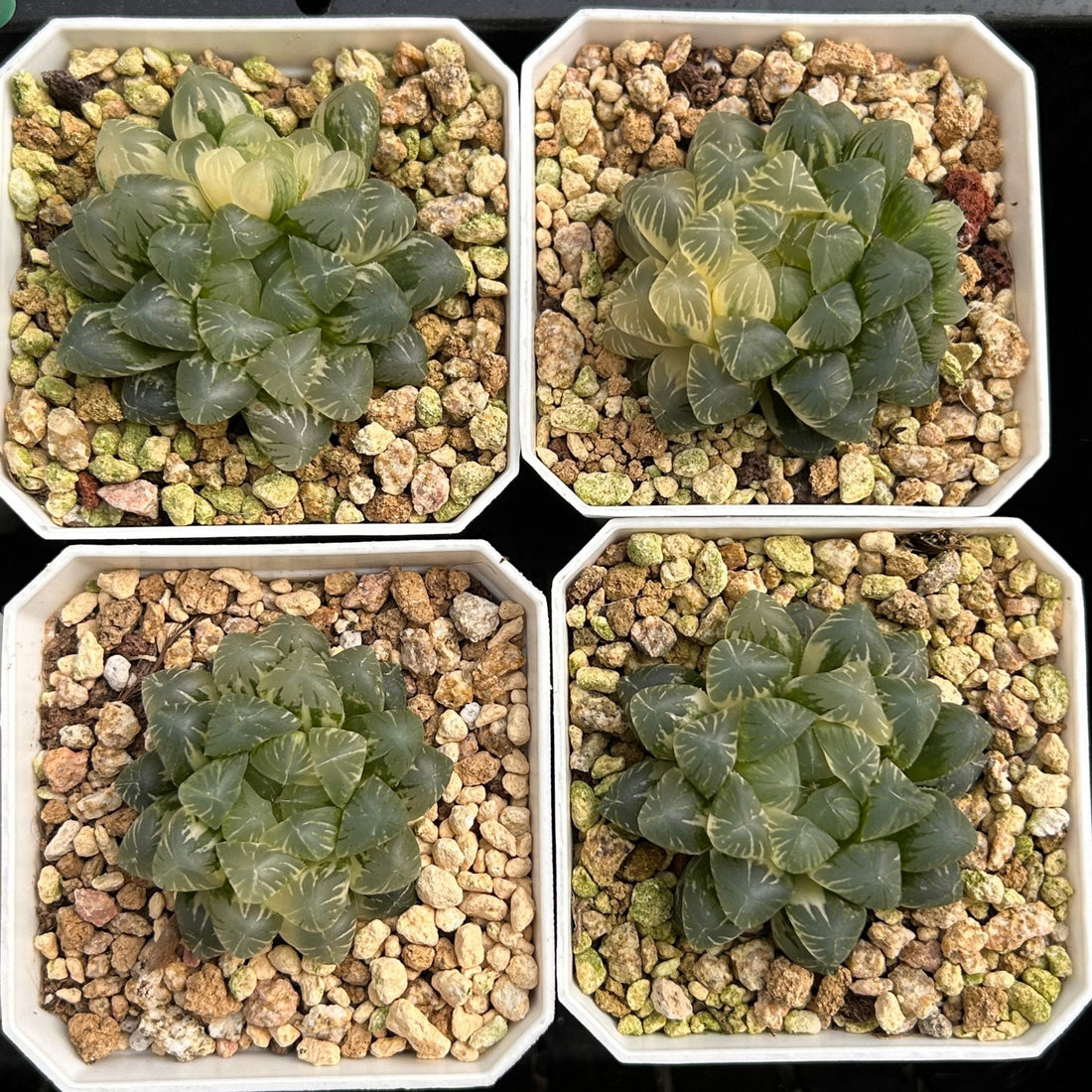 2'' Haworthia Cooperi Ice Lake Variegated, Rare Live Succulent Plants