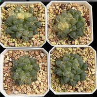 2'' Haworthia Cooperi Ice Lake Variegated, Rare Live Succulent Plants