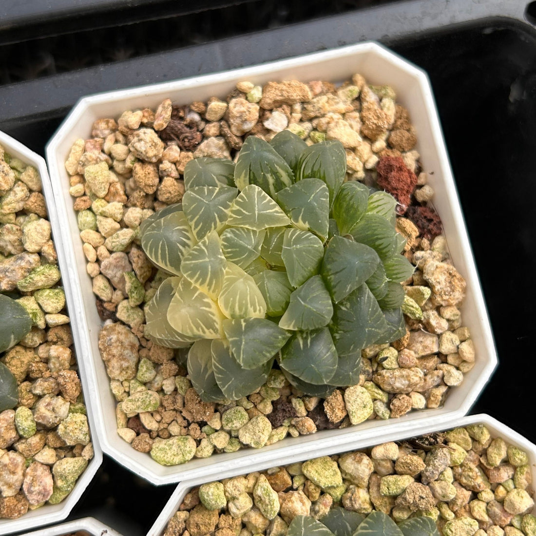 2'' Haworthia Cooperi Ice Lake Variegated, Rare Live Succulent Plants