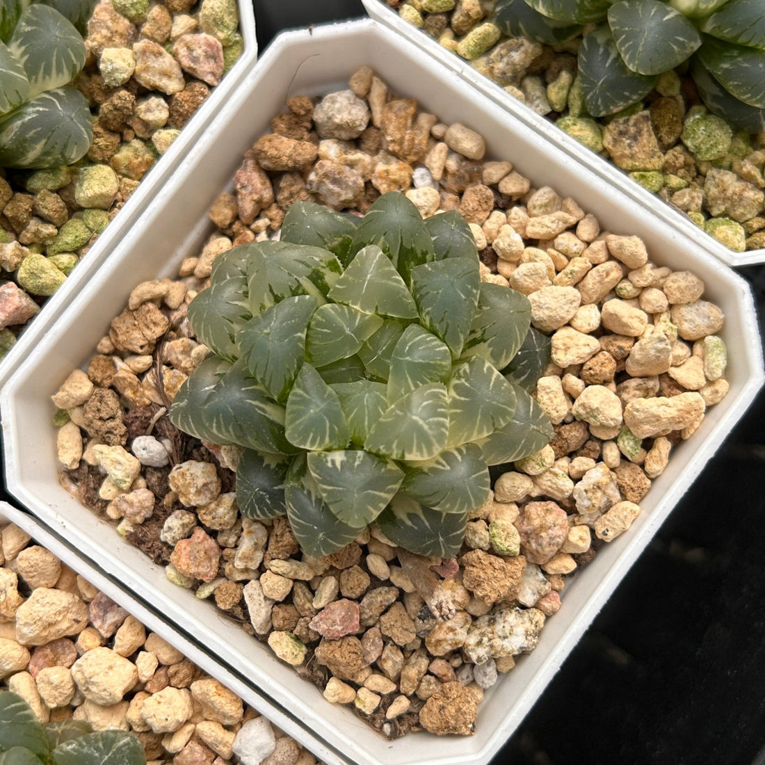 2'' Haworthia Cooperi Ice Lake Variegated, Rare Live Succulent Plants