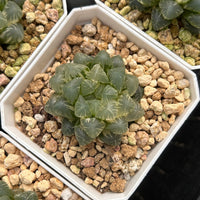 2'' Haworthia Cooperi Ice Lake Variegated, Rare Live Succulent Plants
