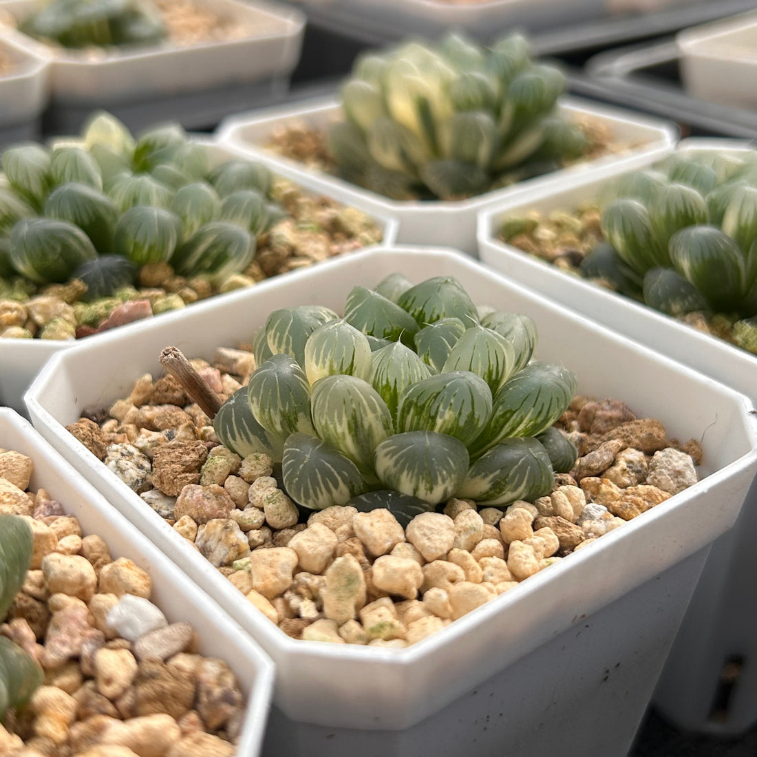 2'' Haworthia Cooperi Ice Lake Variegated, Rare Live Succulent Plants